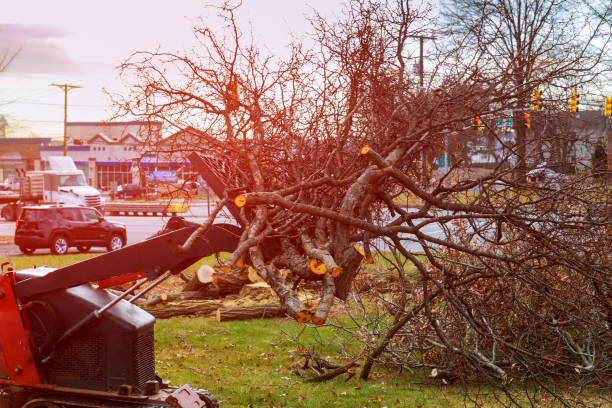 Best Emergency Tree Removal  in Colville, WA