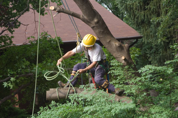 Best Lawn Disease Treatment  in Colville, WA