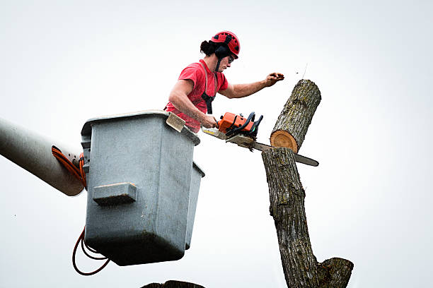 Best Tree Maintenance Programs  in Colville, WA