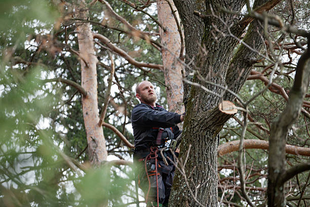 Best Root Management and Removal  in Colville, WA