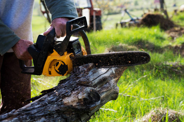 How Our Tree Care Process Works  in  Colville, WA