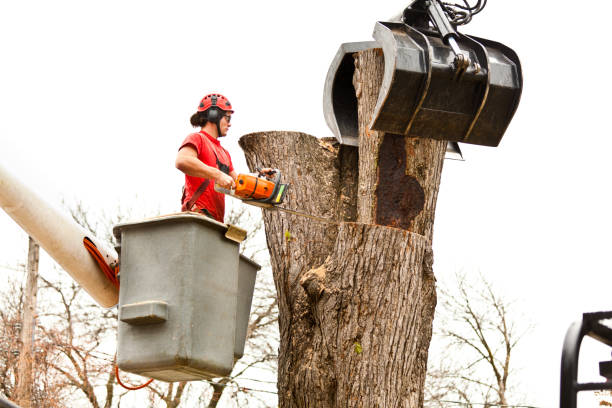Seasonal Cleanup (Spring/Fall) in Colville, WA